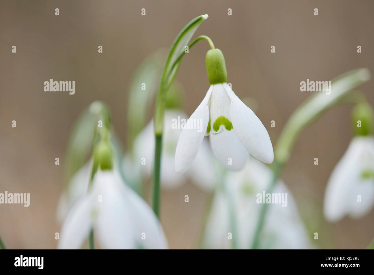 Kleine Schneeglöckchen, Galanthus nivalis, Blüten, Nahaufnahme Foto Stock