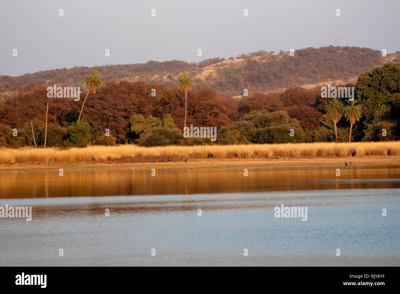 Rajbagh Lake, il parco nazionale di Ranthambore, Rajasthan, India Foto Stock