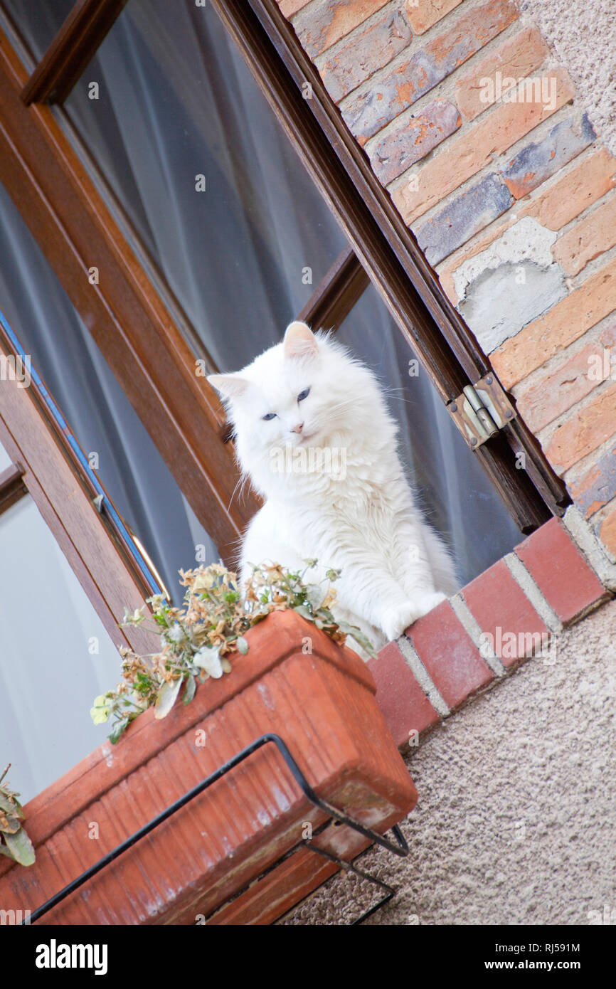 Weiße Katze am Fenster Foto Stock