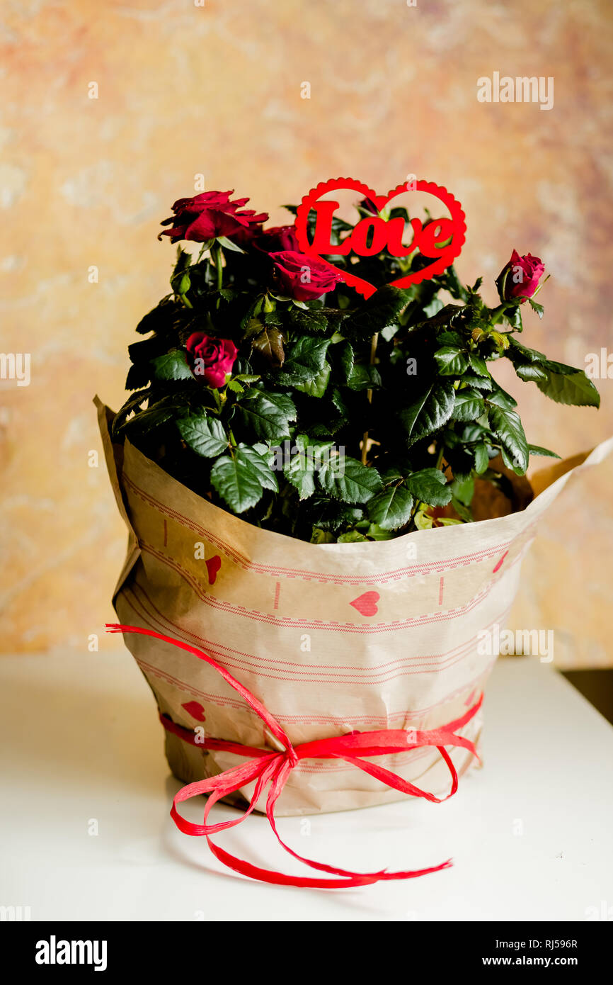 Rose in fiore in fiore pot, messaggio d'amore,cuore rosso. Fiori avvolto in  bella carta con archetto e cuori rossi. Simbolo di amore e di apprezzamento  Foto stock - Alamy