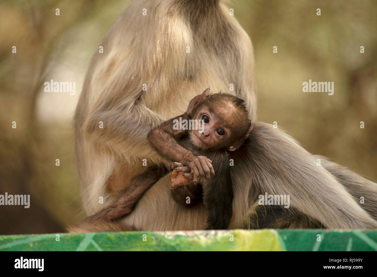 Grigio langur bambino con sua madre, Simia entellus, Jhalana safari park, Jaipur, Rajasthan, India Foto Stock