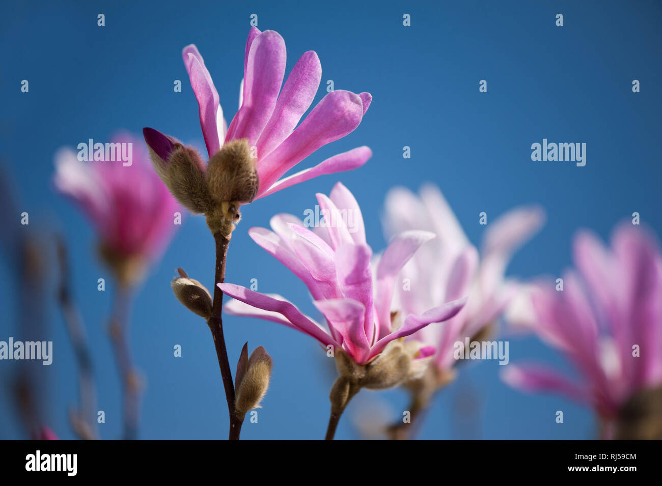 Rosa vibranti fiori di magnolia in primavera, rigogliosa pianta crescere in Polonia, nessuno, Foto Stock