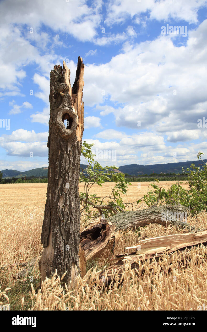 Walnussbaum im Sommer mit Windbruch, Juglans regia Foto Stock