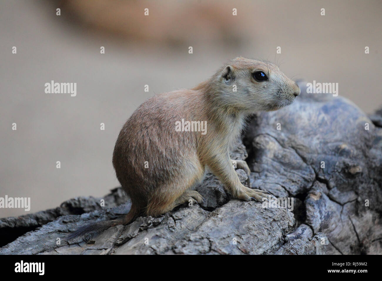 Schwarzschwanz-Präriehund, Jungtier, Cynomys ludovicianus Foto Stock