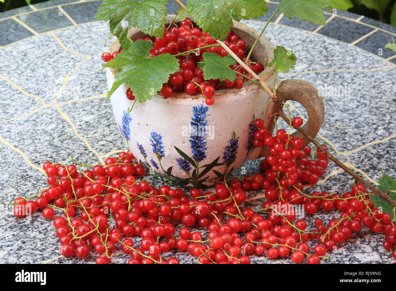 Rote Johannisbeere, Ribes rubrum Foto Stock