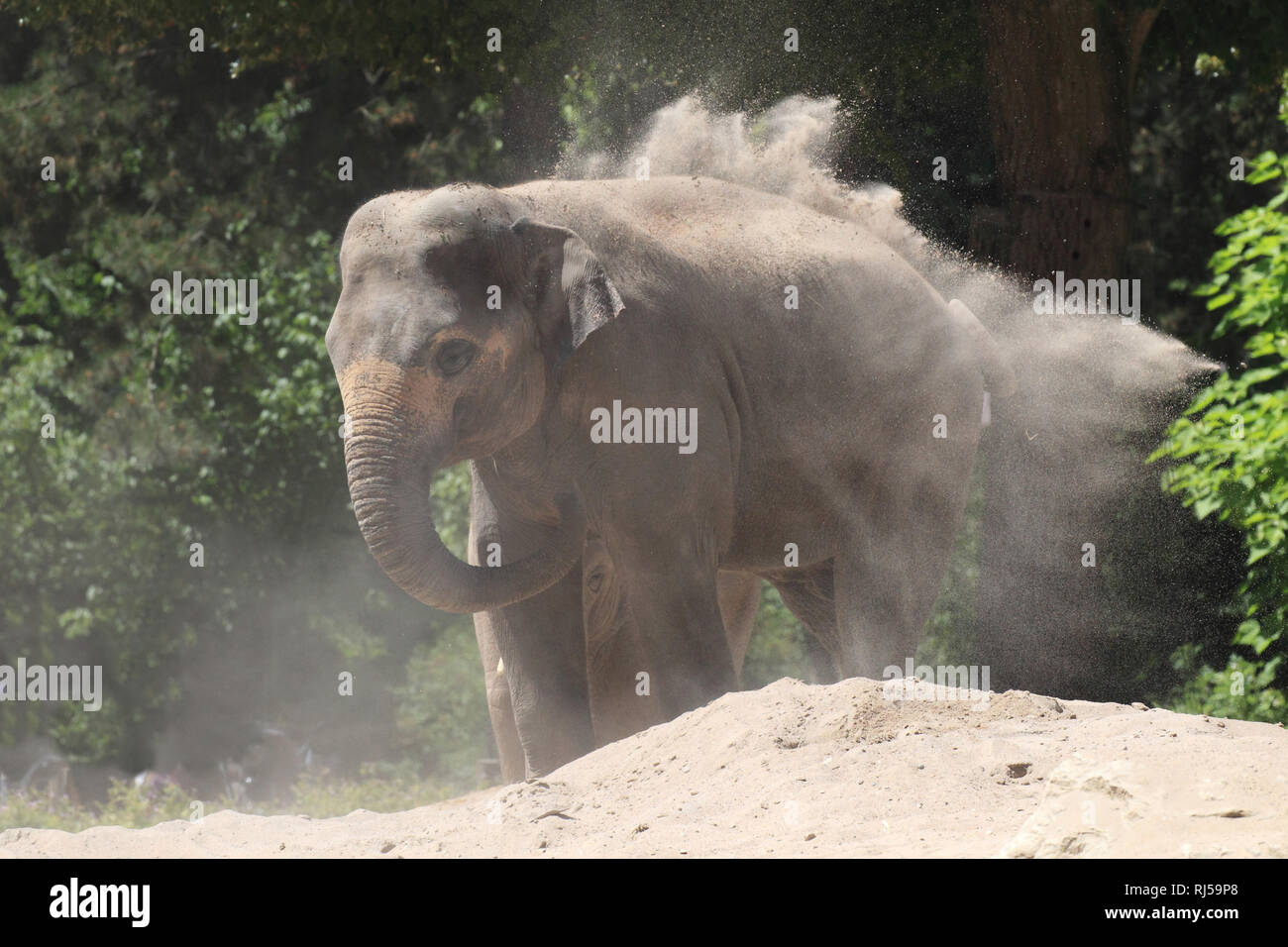 Asiatischer Elefant nimmt ein Staubbad, Elephas maximus Foto Stock
