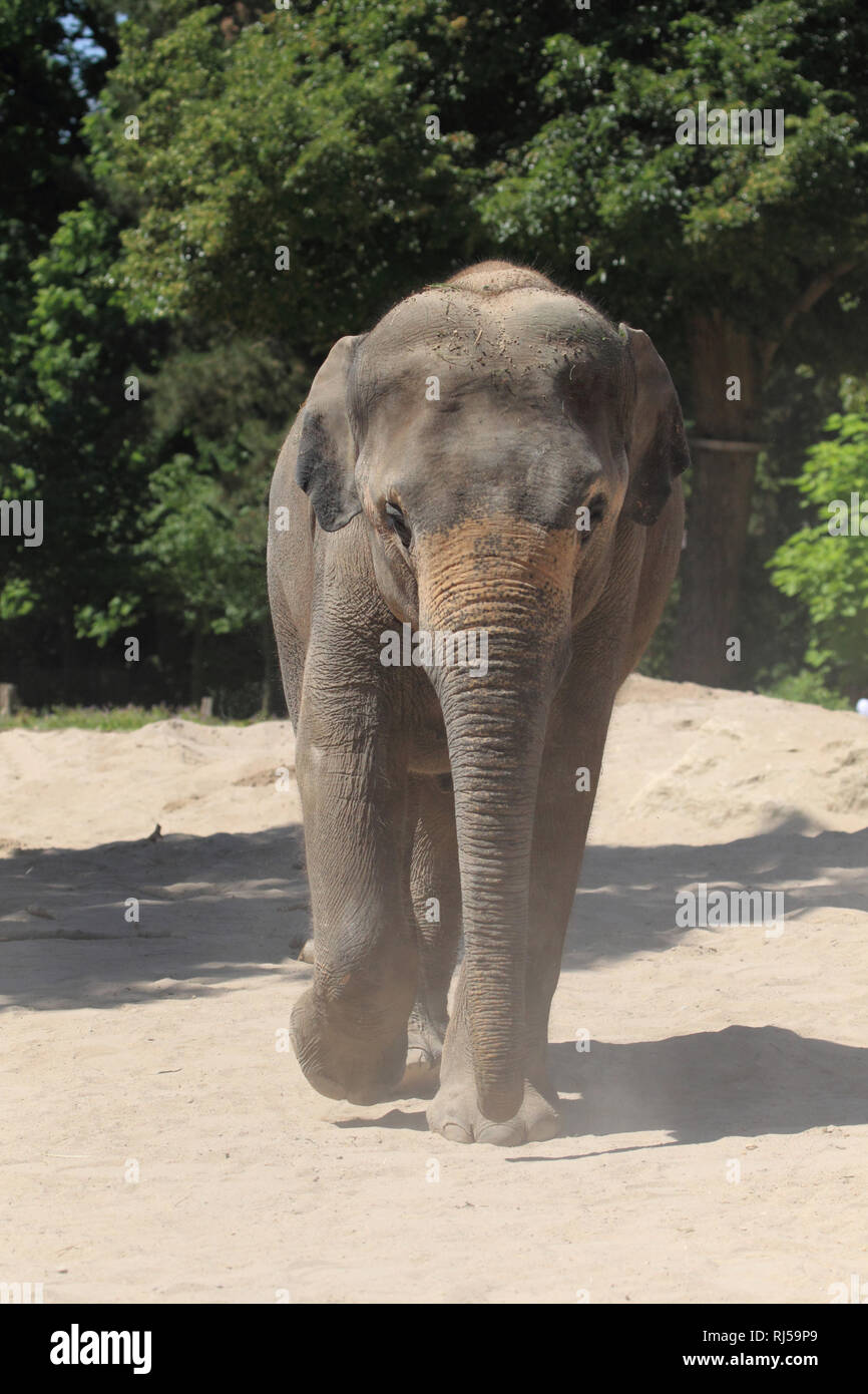 Asiatischer Elefant, Elephas maximus Foto Stock