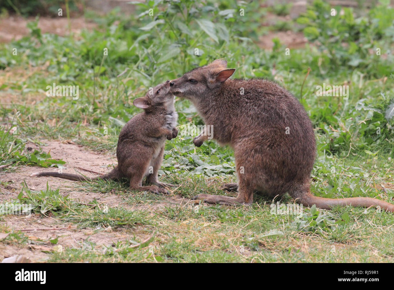 Parmawallaby mit Jungtier Macropus parma Foto Stock