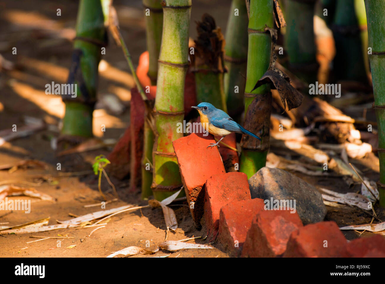 Tickell blue flycatcher, Cyornis tickelliae, il parco nazionale di Ranthambore, Rajasthan, India Foto Stock