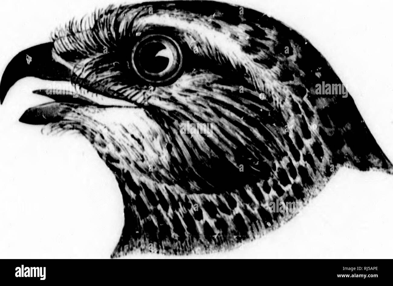 . Chiave per uccelli del Nord America [microformati] : contenente un conciso conto di ogni specie di vita e di uccelli fossili attualmente conosciuti dal continente nord del Messico e degli Stati Uniti, di confine inclusive della Groenlandia. Gli uccelli; ornitologia; Oiseaux; Ornithologie. . Si prega di notare che queste immagini vengono estratte dalla pagina sottoposta a scansione di immagini che possono essere state migliorate digitalmente per la leggibilità - Colorazione e aspetto di queste illustrazioni potrebbero non perfettamente assomigliano al lavoro originale. Coues, Elliott, 1842-1899. Boston : Estes e Lauriat Foto Stock