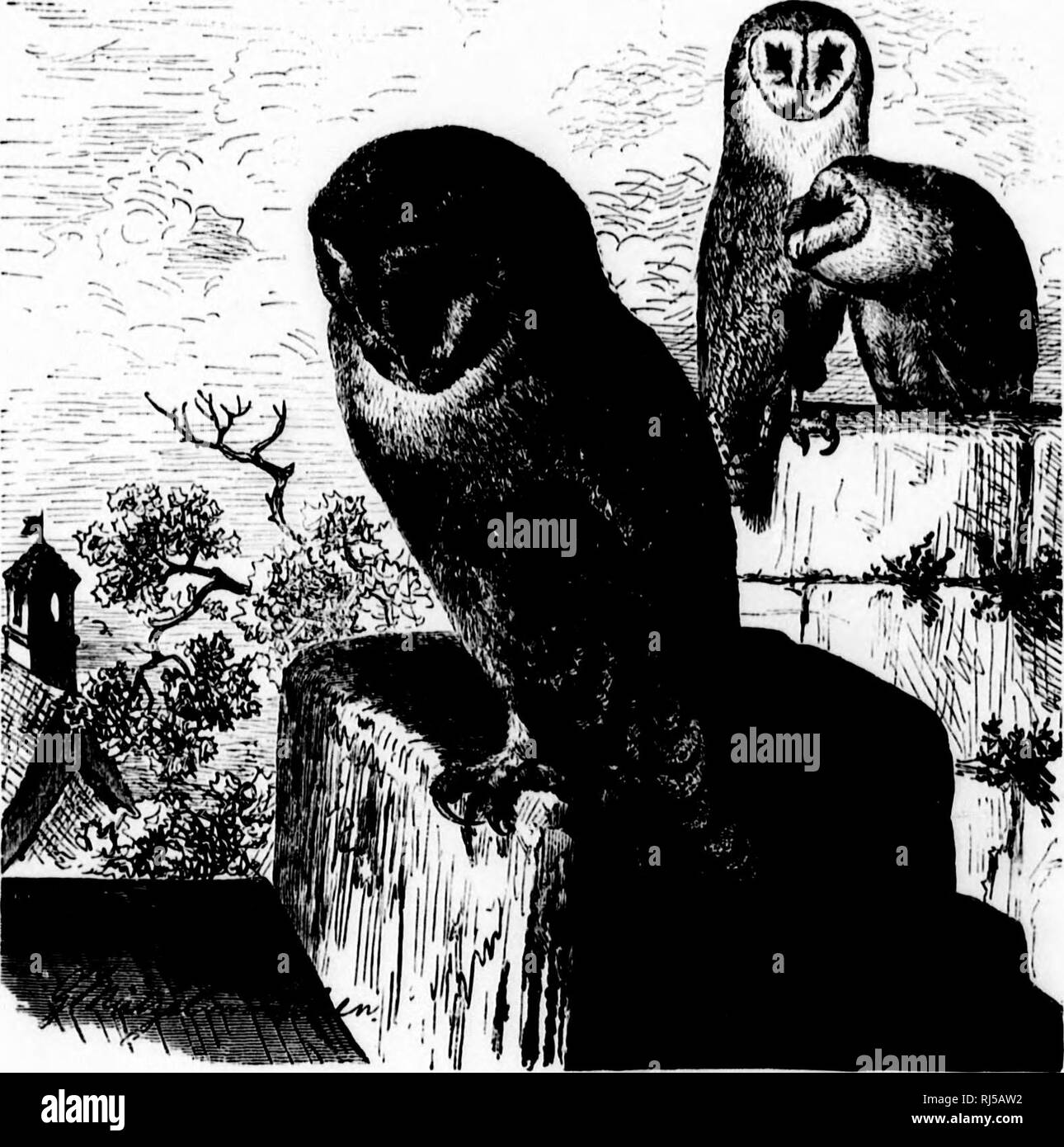 . Chiave per uccelli del Nord America [microformati] : contenente un conciso conto di ogni specie di vita e di uccelli fossili attualmente conosciuti dal continente nord del Messico e degli Stati Uniti, di confine inclusive della Groenlandia. Gli uccelli; ornitologia; Oiseaux; Ornithologie. ALUCoxiiKj:.- n.iKx owi.s. CM bo callpd Aluconid(C, insti'iid di Stfiyidfr ; wliicli ultimo imiiic i.-* tn giacciono a|&GT;i&GT;li"(l t tlir miccccdiiif; famiglia. 160. ALIT'CO. (Ital. rt/o&lt;7GV, wiini"tipo (se il gufo. Fiirs. 47, H.")l.) IJah.n &lt; hvi.H. 'Ì lialinvc cliainctcrs aggiungere: Ali molto lunga, jiointcd, piegatura oltre tlietail Foto Stock