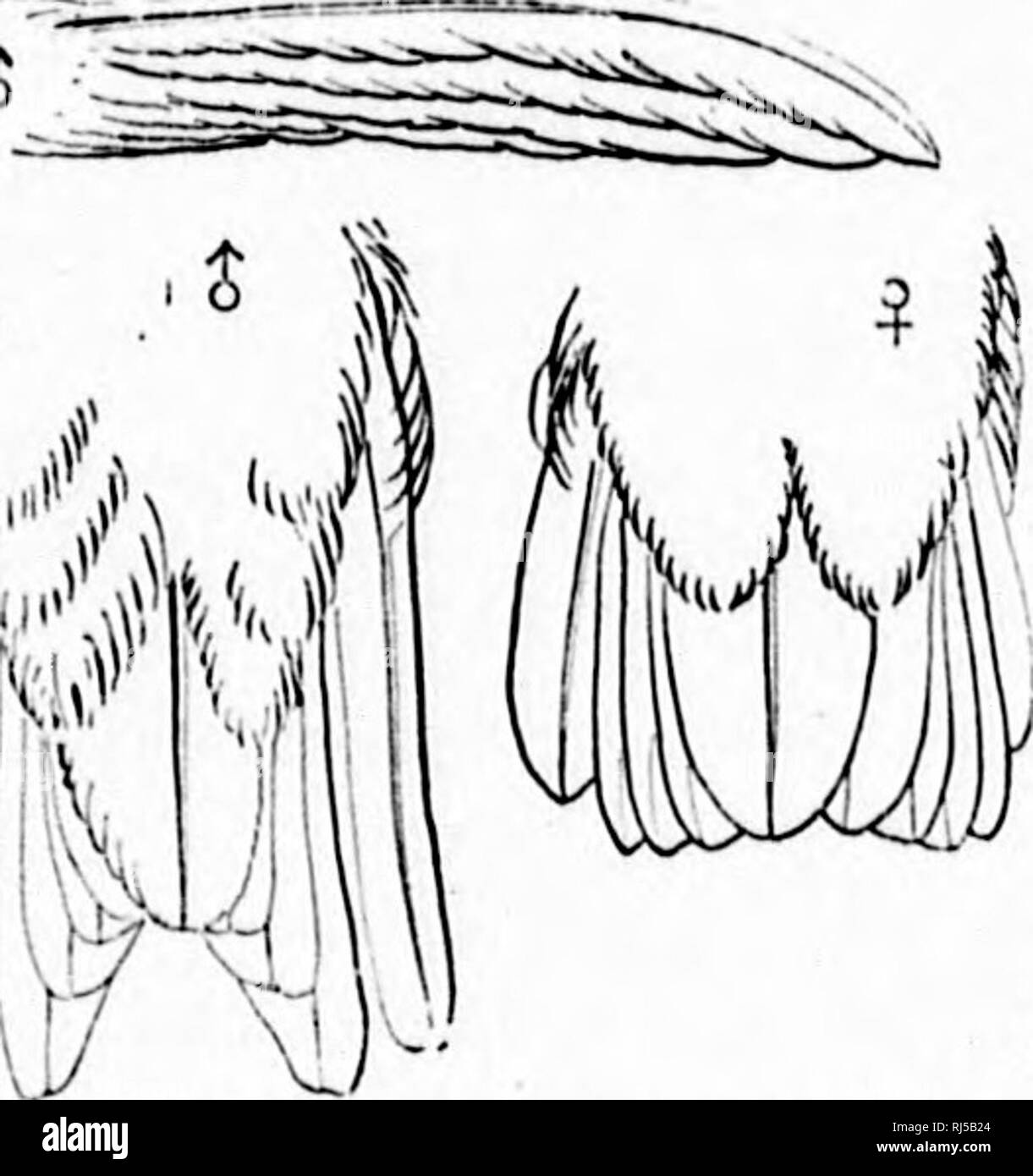 . Chiave per uccelli del Nord America [microformati] : contenente un conciso conto di ogni specie di vita e di uccelli fossili attualmente conosciuti dal continente nord del Messico e degli Stati Uniti, di confine inclusive della Groenlandia. Gli uccelli; ornitologia; Oiseaux; Ornithologie. 464 138. 414. 415. Un sistema TIC sinossi. - PICABIjE - CYPSELIFOBMES. interamente verde, questi avente estremità scura in rufus 9 ; rufons sulla coda laterale-piume confinato alle loro basi e di minore entità rispetto al nero, mentre in riifua ? Il rufous eguaglia o supera l'area nera. Il prossimo a tlie medio coda-piuma platycercuH 9 è Foto Stock