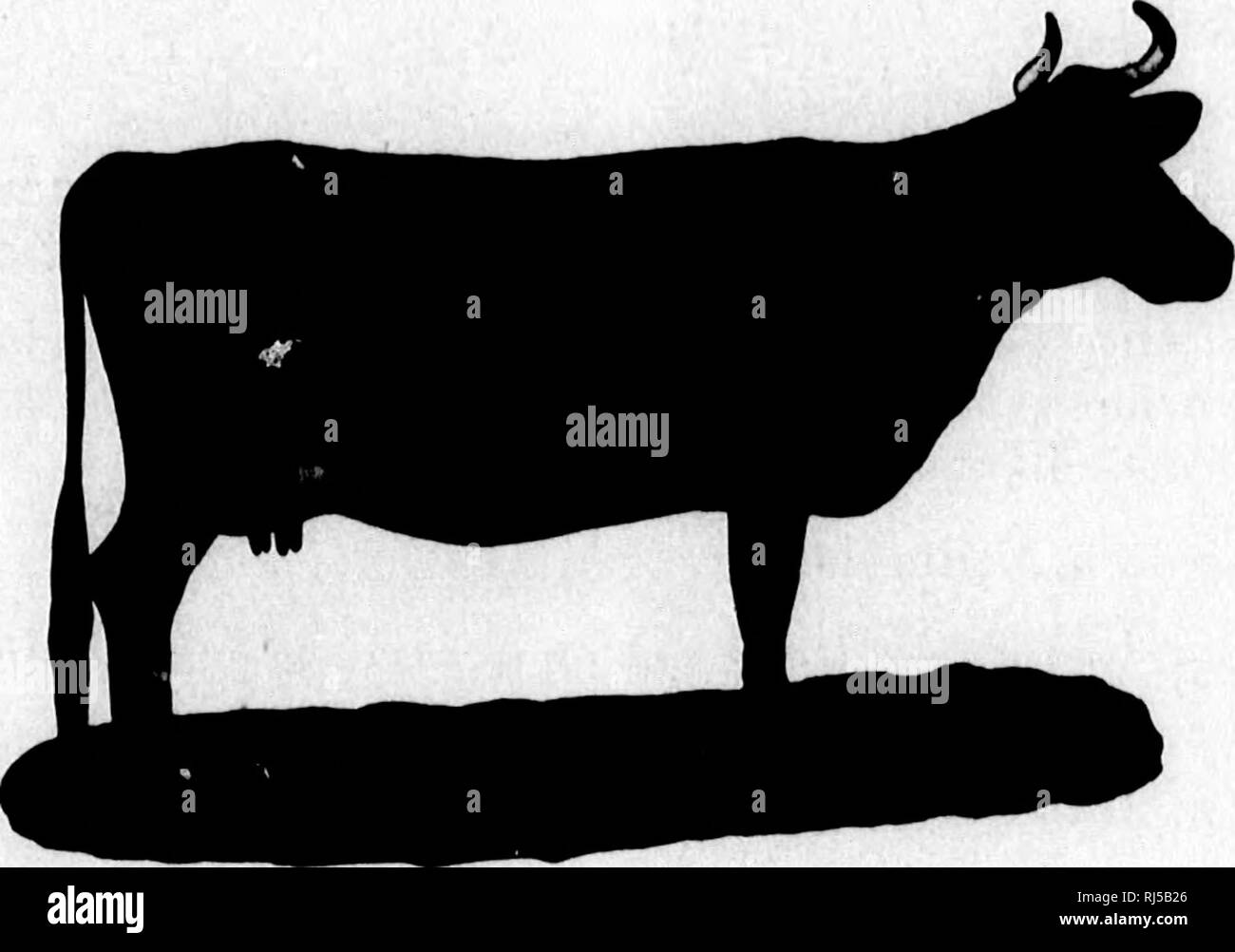 . Choix des Vaches laitiÃ¨res [microforme] : Ã©conomie dans leur alimentazione. Agricoltura; Lait; Ãlevage laitier; Agricoltura; scambi di latte; industria lattiero-casearia. 16 la bonne laitiÃ¨re. Il est reconnu (fue le lait de la Vache se forme de son sang. Beaucoup de lait supponiamo donc beaucoup de sang et consÃ"quemment des vaisseaux sanguins bien dÃ©veloppÃ©s. Chez la bonne laitiÃ¨re, le cÅur et les poumons qui costituente avec les artÃ¨res et les veines l'appareil circulatoire du sang sont donc trí¨s dÃ©veloppÃ©s, et Ã©tant contenu dans la poitrine, demandent que celle-ci offre une grande cavitÃ©, Onu gi*e Foto Stock