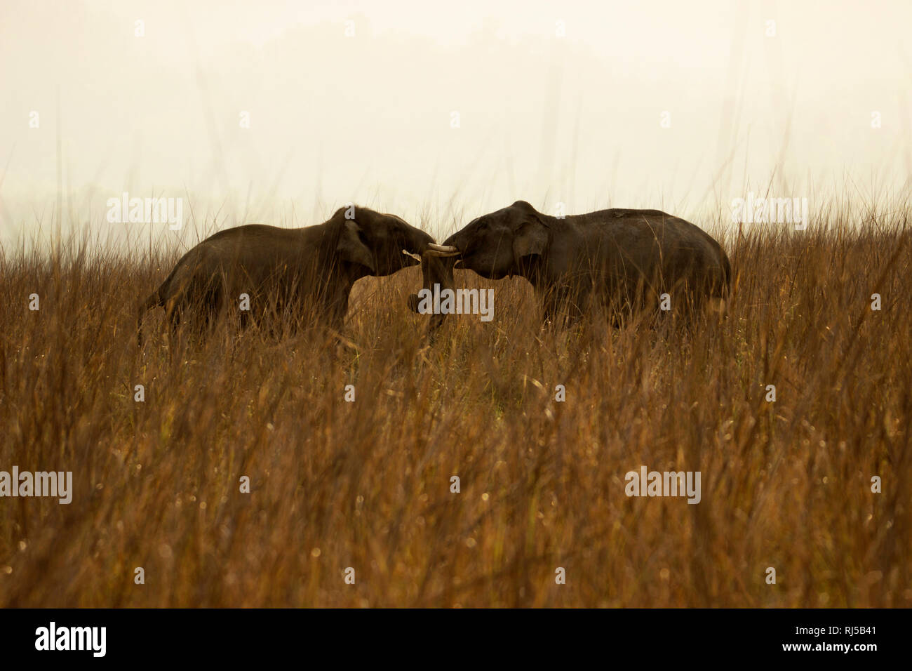 Elefante asiatico, Elephas maximus, parco di cittadino di Corbett, Uttarakhand, India Foto Stock