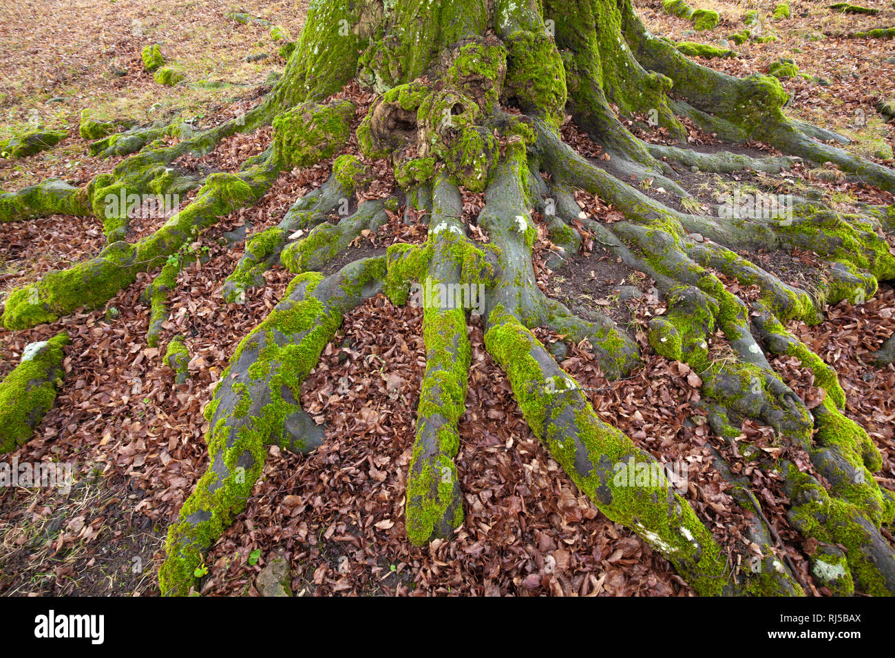 Naturdenkmal 'Sieben Linden" Foto Stock