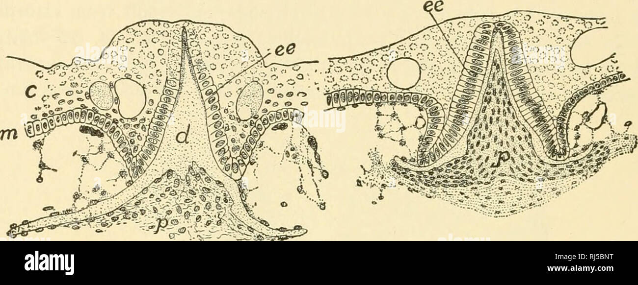 . Anatomia Chordate. Chordata, Anatomia, comparativo. 90 CHORDATE anatomia di copertura superficiale di non-vivente, meccanicamente sostanza protettiva; (2) la produzione di secrezioni speciali quali muco; (3) ricezione di stimuH esterni; (4) Accantonamento per mobili attività. Due o più di queste funzioni possono essere svolte da un "semplice" epitelio o da un epi stratificata-. FiG. 82.-sviluppo di scale di palombo, Squalus; sezioni perpendicolari alla superficie della pelle; molto ingrandita, c, gli strati superiori dell'epidermide; d, dentina di scala, depositato mediante cellule dermiche al di sotto di esso; ee, smalto-organo di formatura del SC Foto Stock