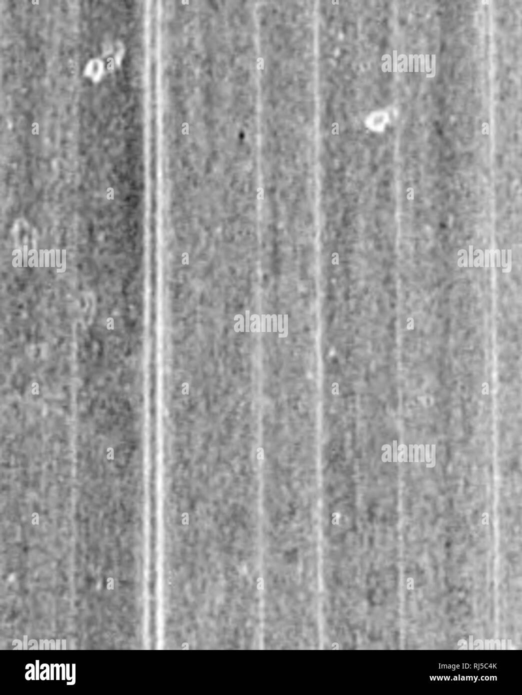 . Audubon e i suoi diari [microformati]. Gli uccelli; Zoologia; Oiseaux; Zoologie. bird. Esso ha cantato per un lungo periodo di tempo ere è stata ripresa e arroccato sulla sommità del più alto abete rimozione da uno a un altro come ci siamo avvicinati. In modo strano, così bella era che la canzone che ho pronunciato il musicista, ere è stato girato, una nuova specie di trillo. John shot. essa cadde a terra e se sei di noi sembrava per esso non siamo riusciti a trovare, e se ne sono andati altrove; nel corso del pomeriggio siamo passati per il nuovo spot e Giovanni trovato e lo ha dato a me. Abbiamo girato una nuova specie di Finch, che ho nominato Fr Foto Stock