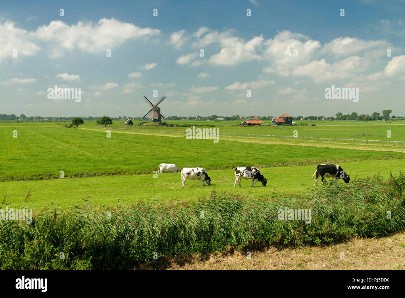 Typisches Landschaftsbild mit Windmühle und Fleckvieh am Deich des Ijsselmeeres, Edam, Noord-Holland, Ijsselmeer, Niederlande Foto Stock