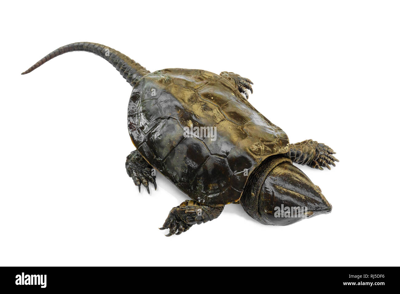 La tartaruga 'Platysternon megacephalum' su uno sfondo bianco,è una tartaruga di acqua dolce, carnivori, Platysternon megacephalum. Foto Stock