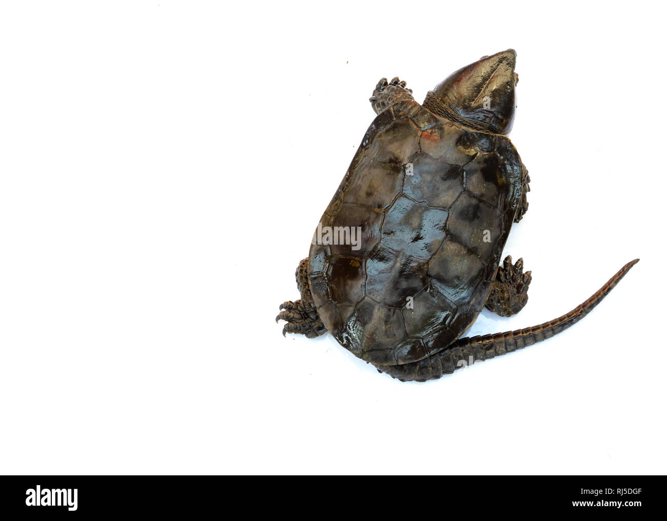 La tartaruga 'Platysternon megacephalum' su uno sfondo bianco,è una tartaruga di acqua dolce, carnivori, Platysternon megacephalum. Foto Stock