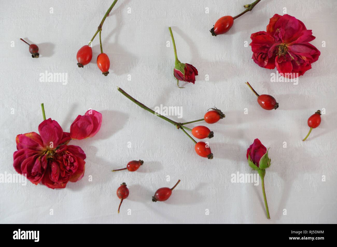 Getrocknete Rosenblüten und Hagebutten Foto Stock