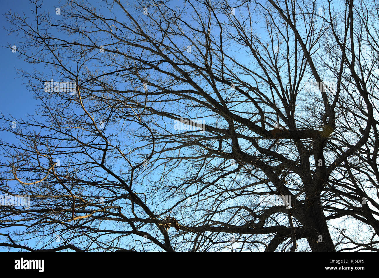 Un groviglio di rami di alberi di inverno in ibernazione in inverno insieme contro il cielo. Foto Stock