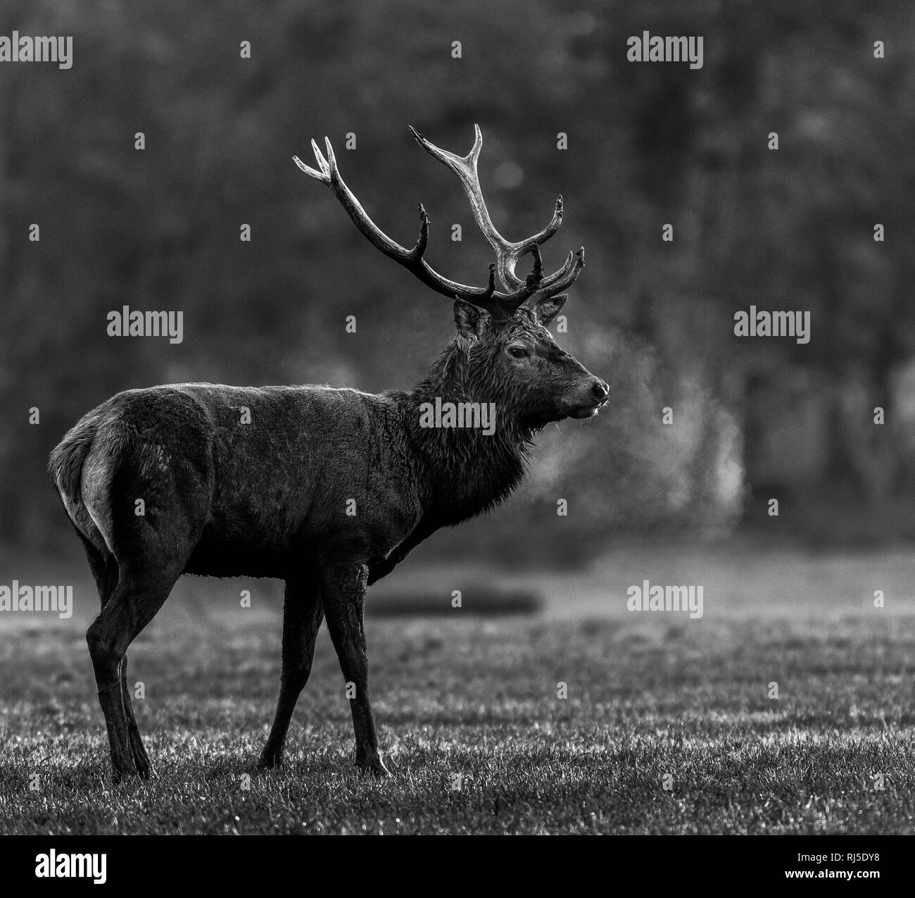 Cervi in bianco e nero Foto Stock