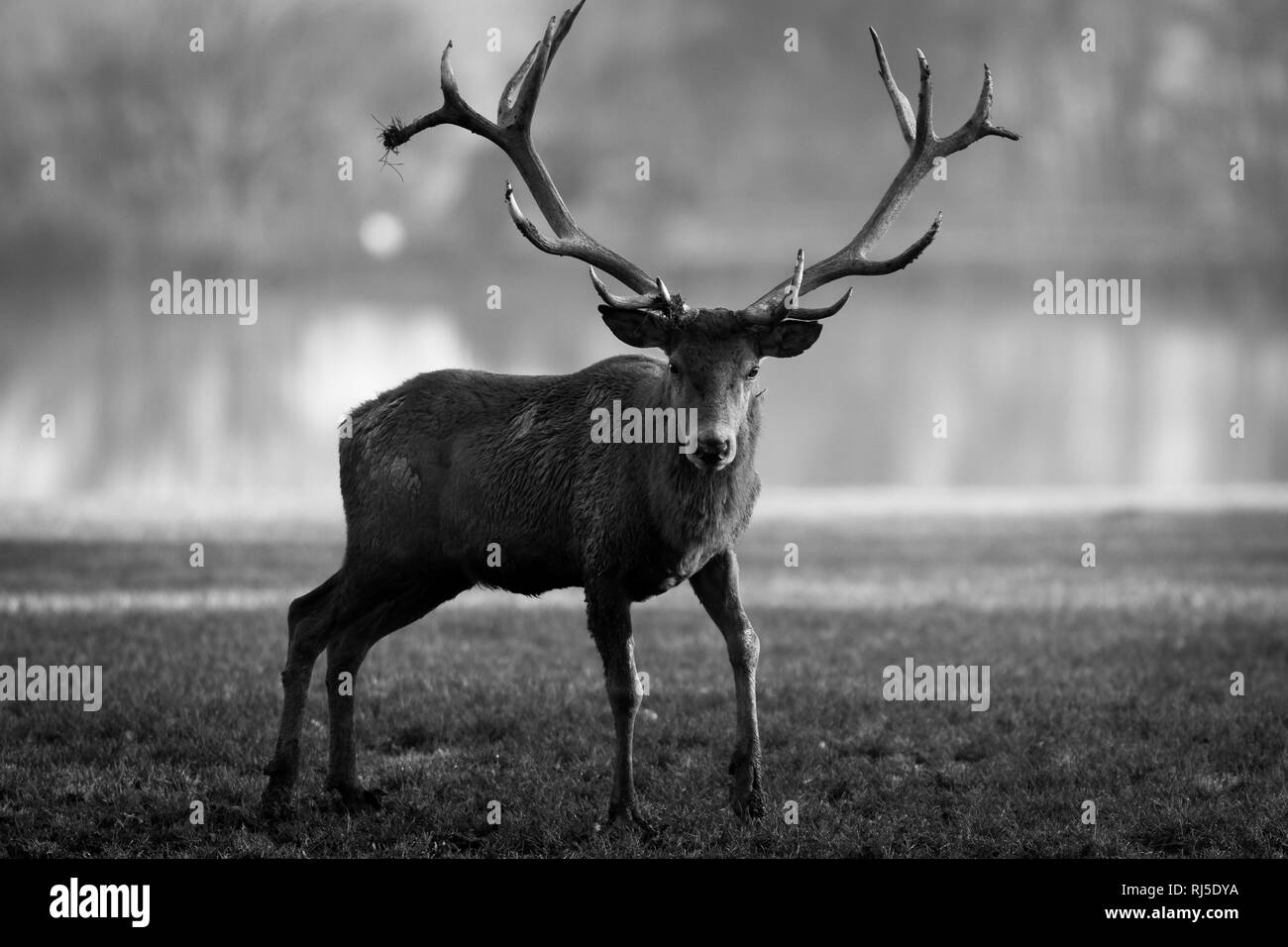 Cervi in bianco e nero Foto Stock