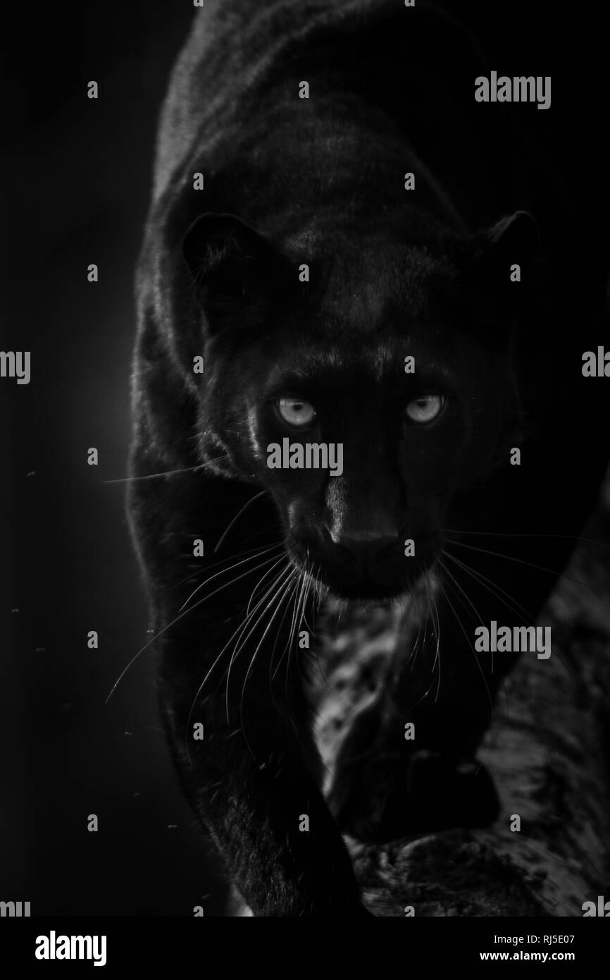 Black Panther in bianco e nero Foto Stock