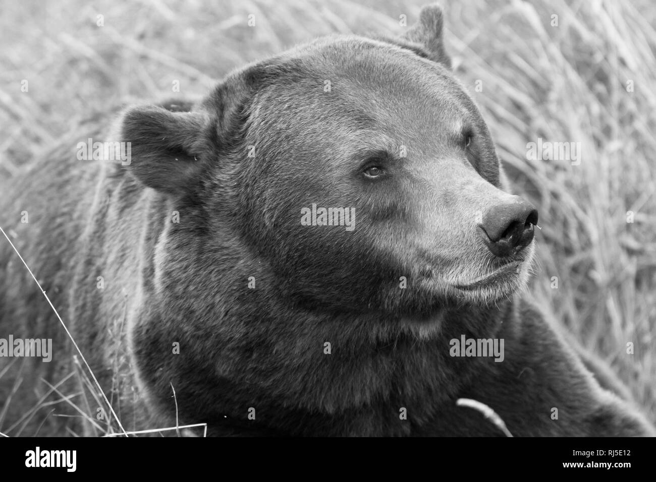 Orso bruno in bianco e nero Foto Stock