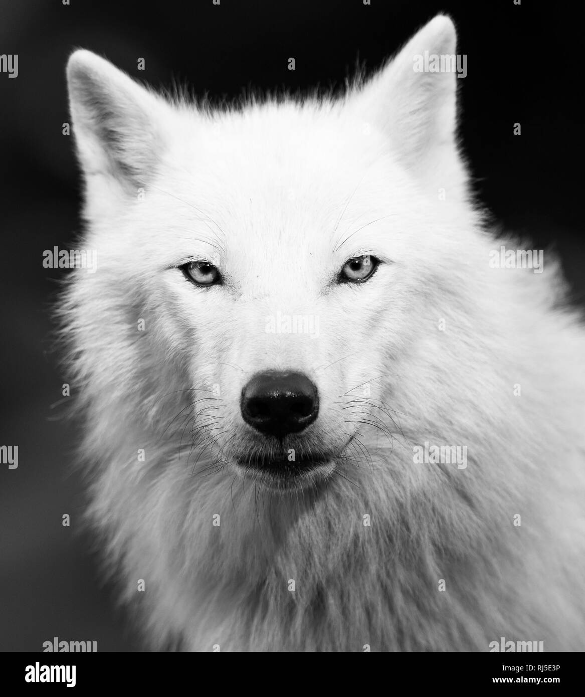 Lupo Bianco in bianco e nero Foto stock - Alamy