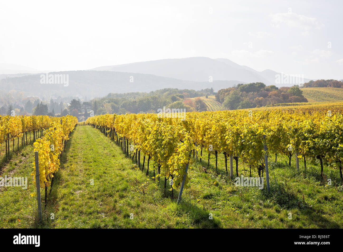 Blick über die herbstlich verfärbten Weingärten am Maurer Berg, Wien Österreich, Europa, Foto Stock