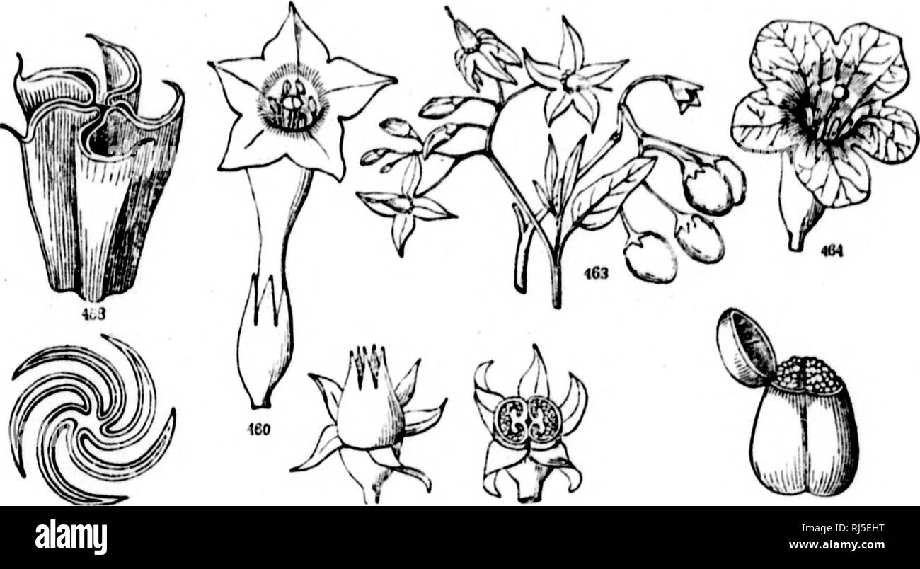 . In che modo le piante crescono [microformati] : una semplice introduzione alla botanica strutturale con una flora popolare, o una disposizione ed una descrizione delle piante comuni, sia selvatici e coltivati. La botanica; felci; Botanique; FougÃ¨res. 4,-,3 Â"! 4.2 486 4.W. I'piicr parte .se stagno " i,.rolIa di Siratii'iniuiti iKL'. 1T7) la Â"Â"'i.l. 4."I:t. ("R.m-Â"pol|rtn "t o Â"aiiii. 4ril. Il suo p â ! Ail'i â alvx. 4l'! Sairii'. w ii li tlili:i&GT;lr. 4r.l KIciw.i (,f lliiitiaiu-. ' 4tM. l'iÂ"l "io U.'' *iiii", c.p.-iilni; l&GT;y un I.III. Corolla whcel-sliapeil: stami strettamente convergenti o uniteil intorno alla s Foto Stock
