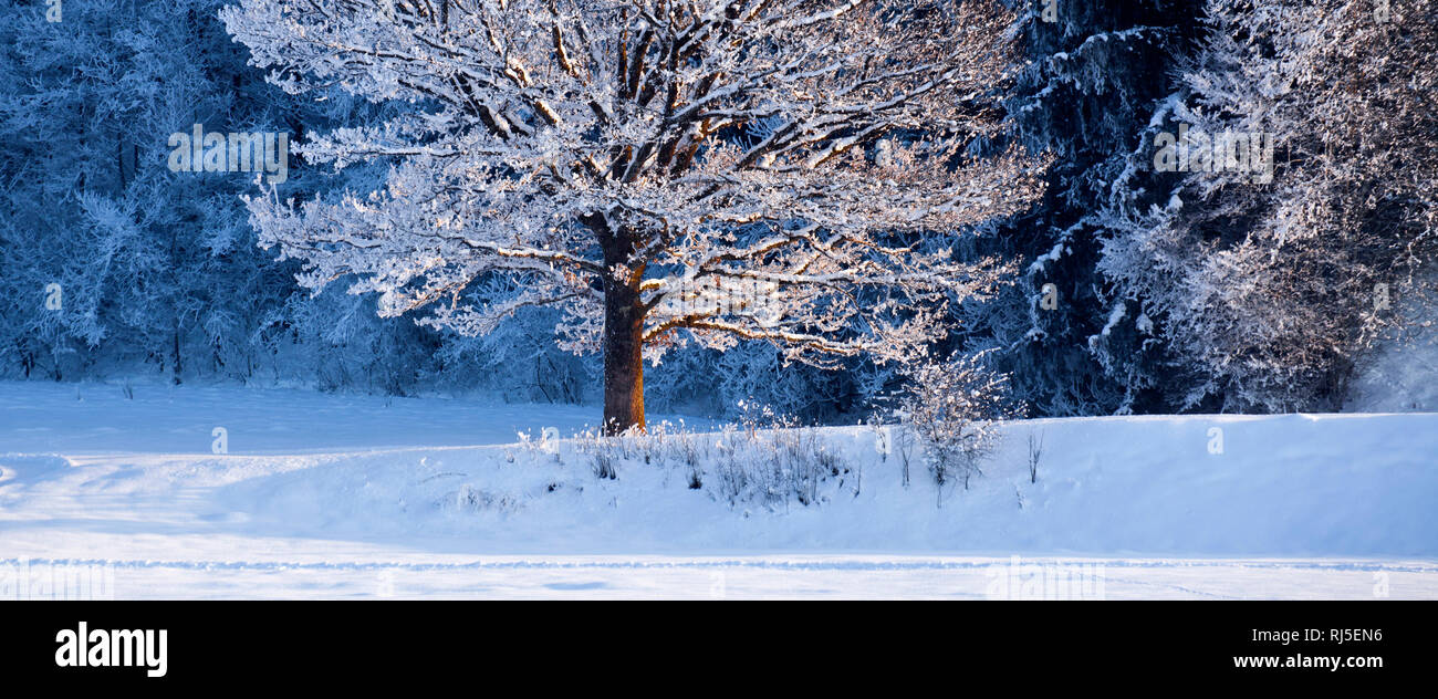 Winterbaum am Waldrand im Abendlicht Foto Stock