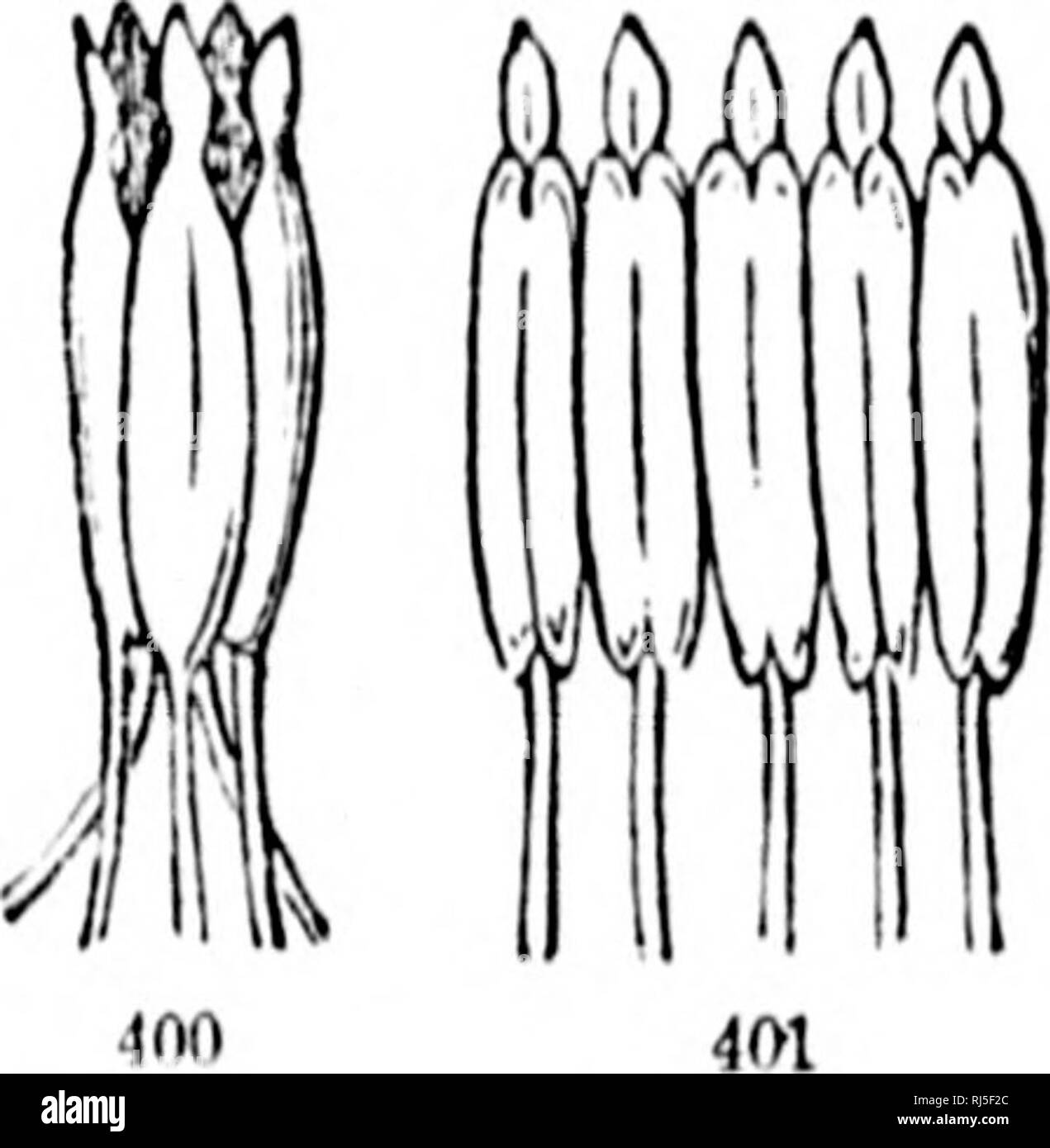 . In che modo le piante crescono [microformati] : una semplice introduzione alla botanica strutturale con una flora popolare, o una disposizione ed una descrizione delle piante comuni, sia selvatici e coltivati. La botanica; felci; Botanique; Fougères. M. Si prega di notare che queste immagini vengono estratte dalla pagina sottoposta a scansione di immagini che possono essere state migliorate digitalmente per la leggibilità - Colorazione e aspetto di queste illustrazioni potrebbero non perfettamente assomigliano al lavoro originale. Grigio, Asa, 1810-1888; Lawson, George, 1827-1895. Halifax, N. S. : A. &AMP; W. MacKinlay Foto Stock