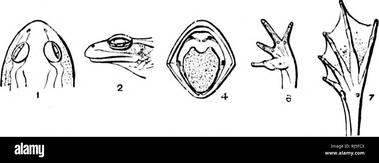 . Il Batrachia del Nord America [microformati]. Anfibi; Amphibiens. Il liATUACIIIA di NOllTII AMERICA. 447 *. Riempire. ll'i. Rana hniilil. Xo. 3^70. Natiital Hize. El Dorado, Cal. .Vidsiircuii nullo nl' yo. "A370. M. Loiigtli di lioatl e vivacemente , (145 LciiKtli oflioiKl di lanugine! Loiiiiectiiij; ciiiitlins ovis 0i;i2 Willili di ln'ii(l !liiu it! Comiectiii}; caiithu.s ovis olio) Lfiiytli di inuz/lf a lino di iiiitcrior cauthiis octilaiiiiii 0t)2 l.(ii;,'tli di fore k'}i O'JTo L.n^'th del piede 014 Ltii), â , """"J; Harlan, .sillini. Anicr. .Lonni. Si'i., x, (l-,'.'i), .".â ^; 1 1&GT;. .Lonr Foto Stock