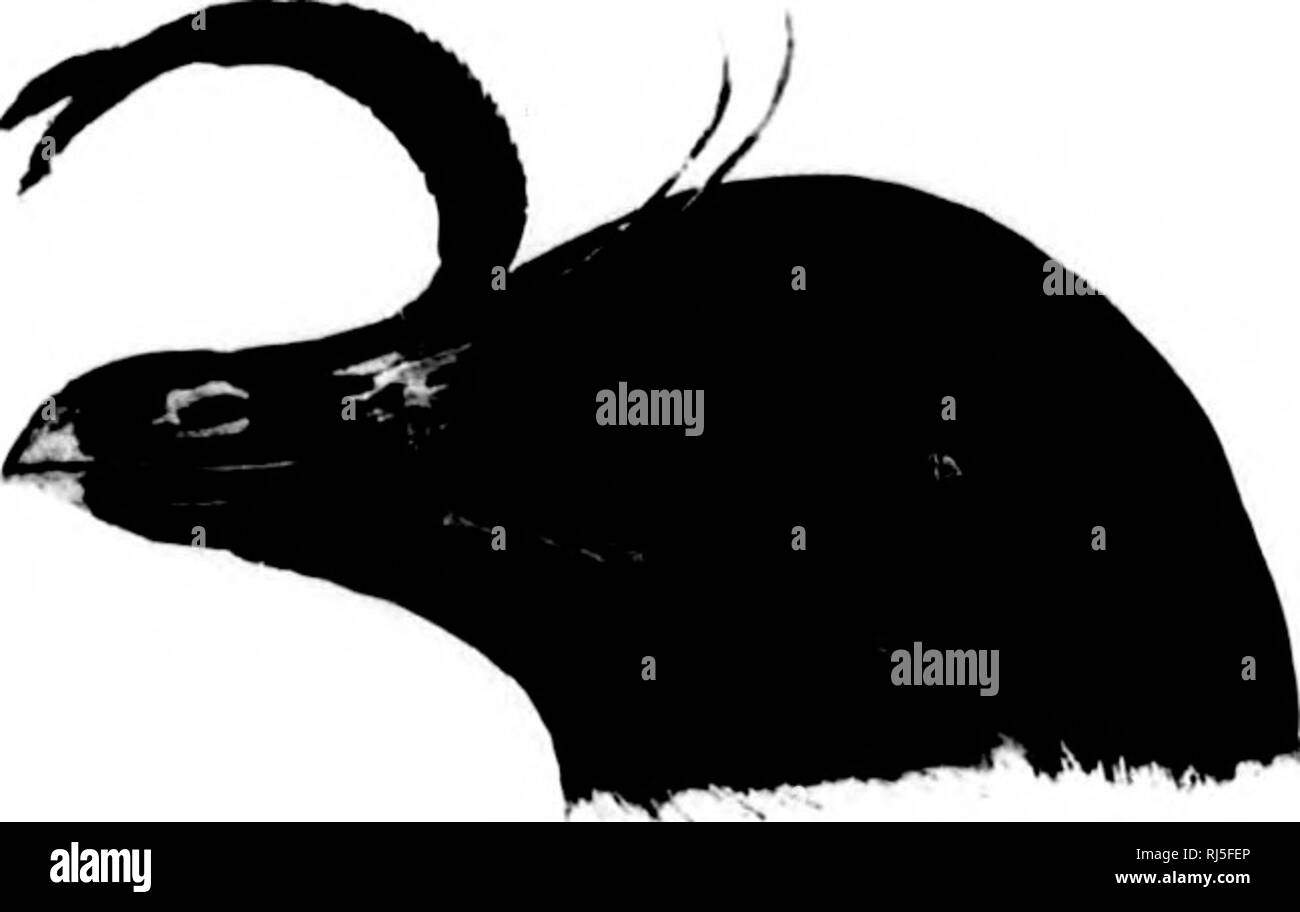 . L'acqua uccelli del Nord America [microformati]. Gli uccelli; uccelli acquatici; Oiseaux; Oiseaux aquatiques. 510 DIVING BlUUS - PYUOPODES. Fhaleris pygmoens. Il WHISKEBED i UK. Alcapygmnn, Gmki,. S. N. I. II. 1788, .È."I (- giovani; basato su pigmeo Auk, Penn. Arct. Zool. n. 431). SiiiKii-hymhiis pygmaus, Bkaxdt, Mel. Zool. vii. 1869, 228. - Uinow. Pr. U. S. Nat. Mus. 1880, 211 ; Norn. N. Am. W. 1831, n. 749. - C'ouks, 2''. ("Elenco di Heck, 1882, n. 8G0. Aloi. Kiualschitlica, Lki'Kciiis, Nova Acta Putioi). Xll. 1801, 309, pi. 8 (^ atlull). Pluilirisctimlschatiai, Rr.ET, Boll. Ac. San IVtcrsb. II. 1337 Foto Stock