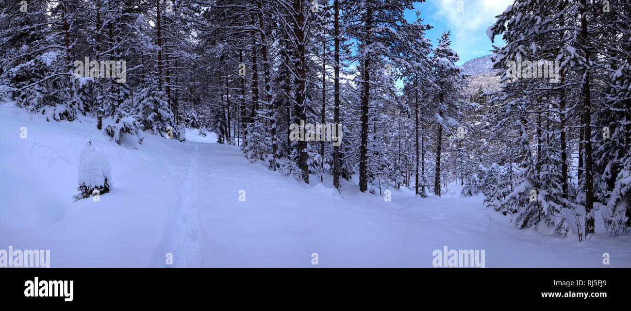 Winterwald Panorama Foto Stock