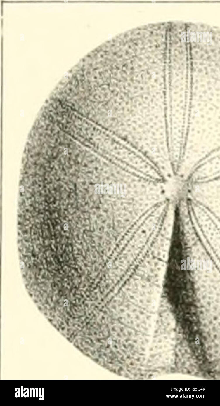 . ©chinides du D partement©de la Sarthe. 001 INFERIEURE.- GRANDE OOLITE. PI. III. y 'M. Si prega di notare che queste immagini vengono estratte dalla pagina sottoposta a scansione di immagini che possono essere state migliorate digitalmente per la leggibilità - Colorazione e aspetto di queste illustrazioni potrebbero non perfettamente assomigliano al lavoro originale. Cotteau, Gustave, 1818-1894; Triger, T. Parigi Foto Stock