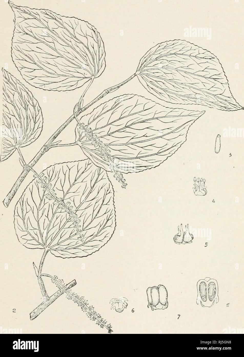 Economica Cinese Alberi Alberi Cina Ceecidiphyllaceae 133 Piastra 50 Tetracentron Sinense Oliver 1 La Fruttificazione