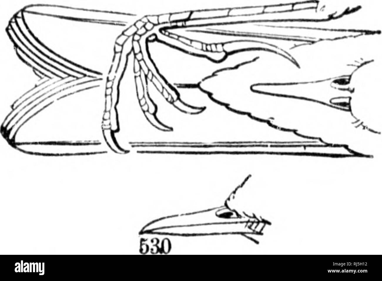 . Gli uccelli del Nord America orientale noto verificarsi ad est del novantesimo meridian [microformati]. Gli uccelli; uccelli; Oiseaux; Oiseaux. Chiave per le famiglie. Â TERRA BIKDS. 147 IJill, slt'iidt"f: lirsl pi'miMry, Mulino, slt'iKit"f : lirsi prmiiiry,   "â¢â ^^^t'HiX'^""""" iiol breve, la lir^t. scoorid e I''^^&LT;";^x^|i'/^ llimi ;{.7").";'- luni;-: lirst primario, ikH sliorl, mai meno di due thiids come h)ni;" come terzo e ulicn quasi lo stesso leiiiith; hill, snello e sottolineato ; haek       (Tarso, sottile e forte, non arrotondato come in Ironi; hind toe e ho jfss- DIFETTO NON Foto Stock