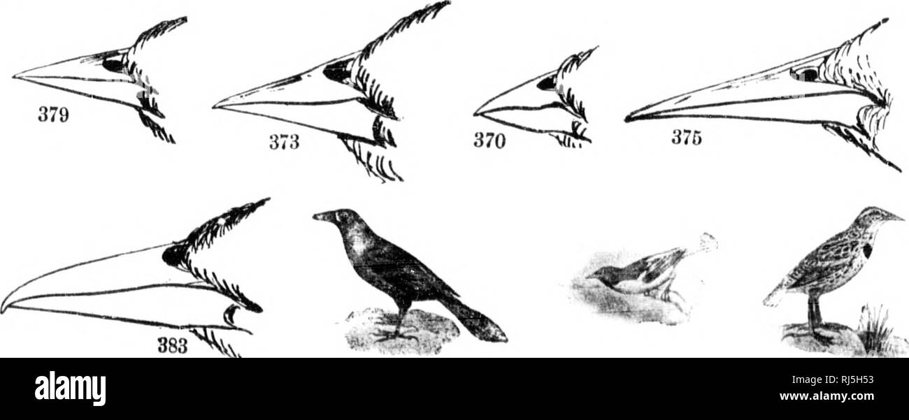 . Gli uccelli del Nord America orientale noto verificarsi ad est del novantesimo meridian [microformati]. Gli uccelli; uccelli; Oiseaux; Oiseaux. Famiglia CORVID/E. Subfamiglia GARRULIN/C. La ghiandaia. Vedere l)aj;e l"O".i. Prima primaria, mai meno di tre quarti come lungo come terzo; base di hill, si estendono- inj;- iKU'kward, formim;- un jioint, dividinji- IVatiiers df fronte; narici, exposecl; coda esterna f(!atlier- più breve medio piume.. 383 ^j^^ iCTERiU famiglia/E. Merli, Orioles. Prato le allodole. Vedere j&GT;U&GT;;-e -214. Si prega di notare che queste immagini vengono estratte dalla pagina sottoposta a scansione immagini che possono avere b Foto Stock