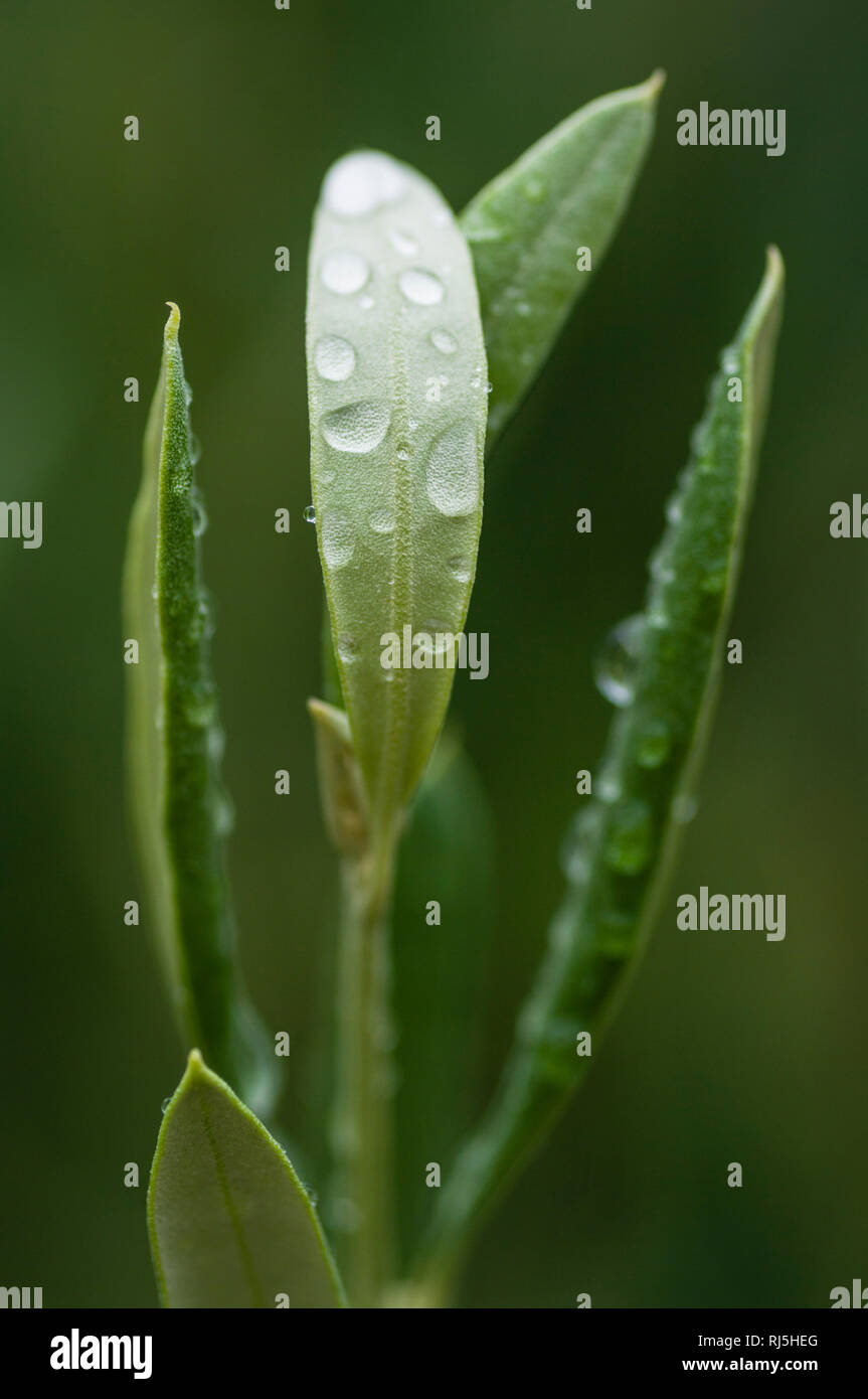 Olivenzweig nach einem Sommerregen, Olea europaea, close-up Foto Stock