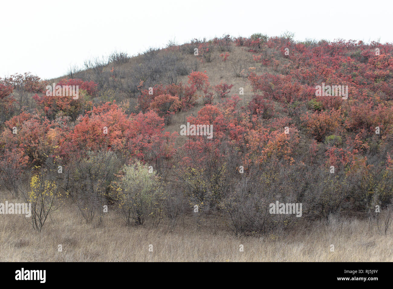 Die Farben des Herbst Vashlovani im Nationalpark im äussersten Südosten von Georgien. Foto Stock