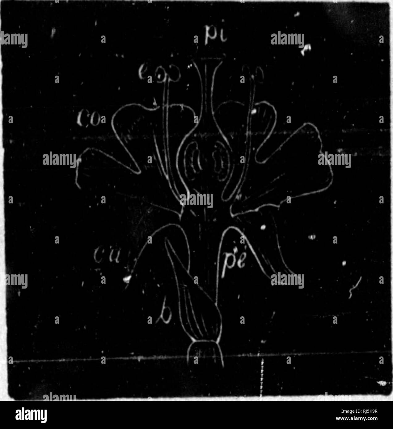 . Elementi de minÃ©ralogie, de gÃ©ologie et de botanique [microforme]. MinÃ©ralogie; GÃ©ologie; Botanique; mineralogia e geologia; Botanica. Ho -360 â CHAPITRE HUITIEME. Fleur. La fleul* Pensemble est des organes de reproduc- tion de la Plante. Parti essentielles et enveloppes florales.âToute fleur se comporre d'un certain nombre de verticilles grou- Pí©s Ã l'extrÃ©mitÃ© d'il sostegno delle Nazioni Unite qu'on appelle 2)Ã©(?(m- atle. Le plus centrale de ces verticiles est le pistillo. C'est l'organe qui renfer- me les graines embryon- naires ou ovuli. Il est entourÃ© par les Ã©tamines ; celles-ci contiennent cette pouss Foto Stock