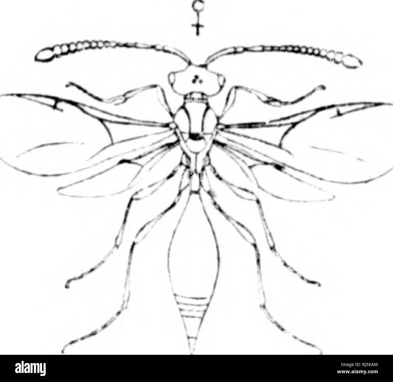 . Una monografia della North American Proctotrypidae [microformati]. Imenotteri; Hyménoptères. ^ * C"OPiE3T*-fOfliT.. Si prega di notare che queste immagini vengono estratte dalla pagina sottoposta a scansione di immagini che possono essere state migliorate digitalmente per la leggibilità - Colorazione e aspetto di queste illustrazioni potrebbero non perfettamente assomigliano al lavoro originale. Ashmead, William H. (William Harris), 1855-1908. Washington : G. P. O. Foto Stock