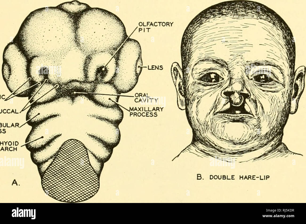 . Anatomia Chordate. Chordata, Anatomia, comparativo. Gli organi di senso 40,3 che collega la parte anteriore del passaggio nasale con la bocca della cavità. (Fig. 354) Ontogenesis. In elasmobranchs, ciascun organo olfattivo si sviluppa da un placode-come addensamento in corrispondenza della terminazione anteriore della serie laterali di- organi di linea. Successivamente ciascun placode, da invagination, viene convertito in una buca che Hes in stretta apposizione per la vescicola telencephalic. Nell'uomo una scanalatura simile alla scanalatura nasobuccal di elasmobranchs collega ogni buca olfattivo con un angolo della bocca. I passaggi nasali, howeve Foto Stock