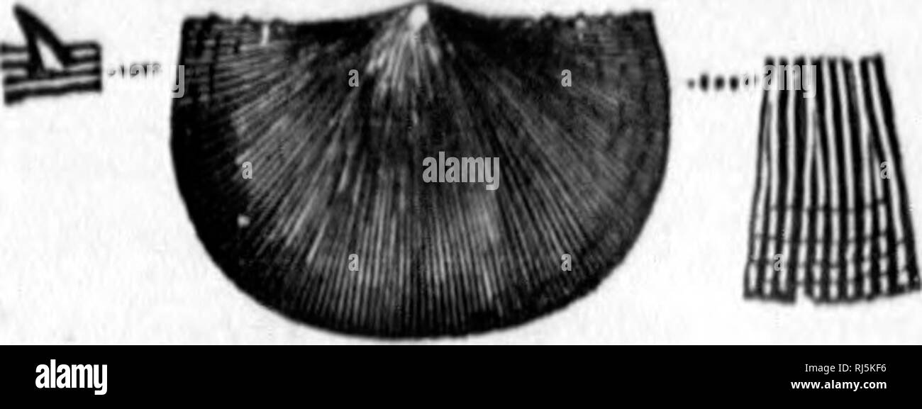 . La geologia della Nova Scotia, del New Brunswick e del Prince Edward Island o, Acadian geologia [microformati]. Geologia; Geologia stratigrafica; Paleontologia, Geologia, economico; GÃ©ologie; GÃ©ologie stratigraphique; PalÃ©ontologie; GÃ©ologie Ã©conomique. Â J 096 LA TOMAIA SILUltUN. ventrale di valvola convessa in modo variabile e spesso mostrando una appiattita o alightly spazio concavo verso il basso al centro del guscio; il Cardinale margine ornati da quattro o cinque minuti di spine su ogni lato del becco; cardino-margini laterali spesso un po' stropicciata; superficie finemente striati, BtrisB flexuouH, dichotomising e aumentando in Foto Stock