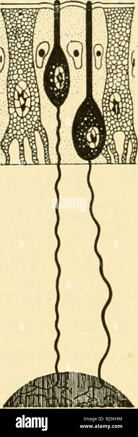Cellula Olfattiva Immagini E Fotos Stock Alamy Cellula Olfattiva Immagini E Fotos Stock Alamy