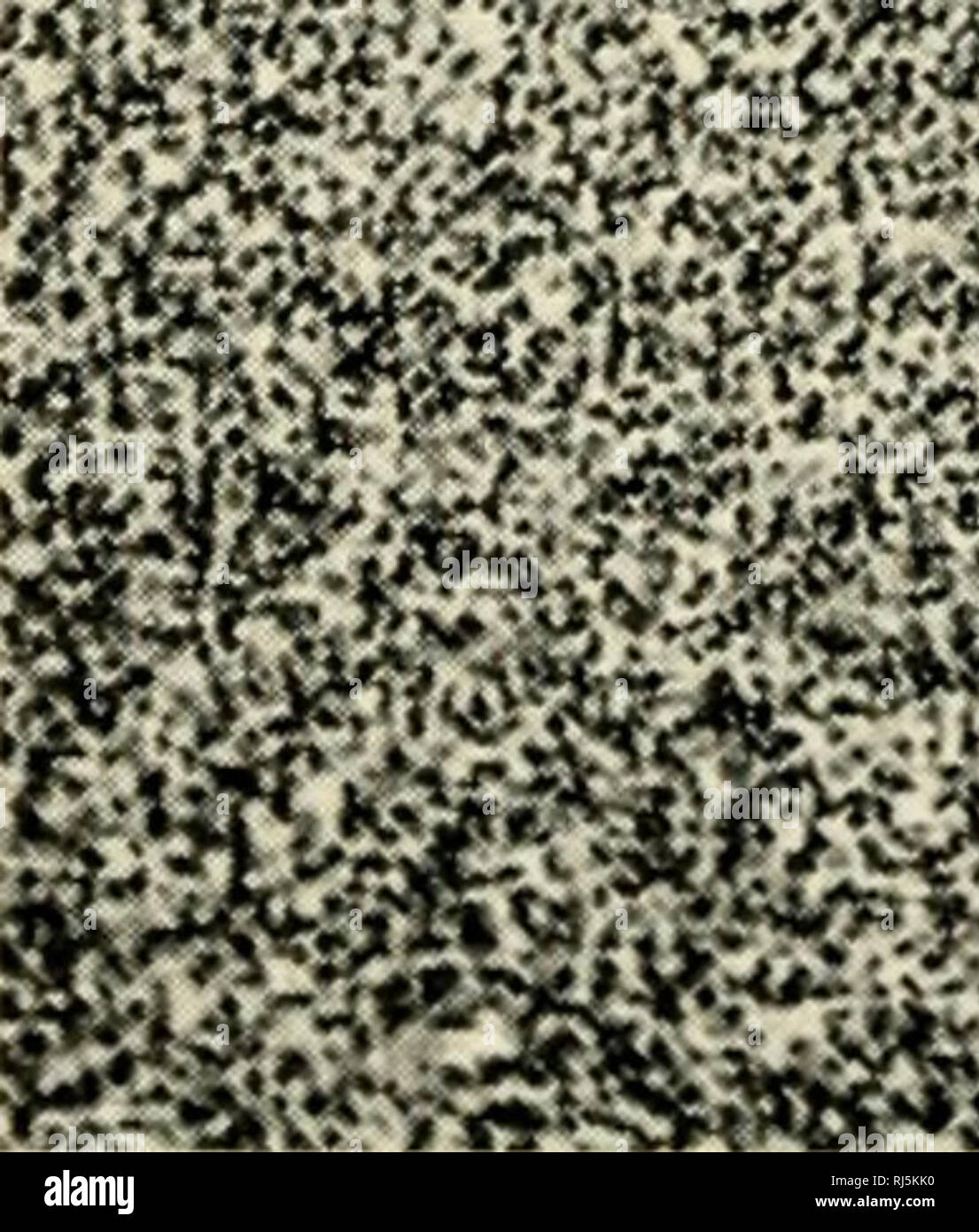 . Ciba Foundation Symposium sul trapianto. Il trapianto di organi, tessuti, etc. Fig. 6. Linfonodi inguinali nodo di 6 settimane di età (AkxT6)Fi mouse sham-thymectomized alla nascita, (x n°). Si prega di notare che queste immagini vengono estratte dalla pagina sottoposta a scansione di immagini che possono essere state migliorate digitalmente per la leggibilità - Colorazione e aspetto di queste illustrazioni potrebbero non perfettamente assomigliano al lavoro originale. Ciba Foundation Symposium sul trapianto (1961 : Londra, Inghilterra); Wolstenholme, G. E. W. (Gordon Ethelbert Ward); Cameron, Margaret P. Boston, poco, marrone Foto Stock